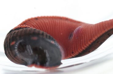 A new species of the leech is discovered near Washington DC that has three jaws with up to 59 teeth a-new-species-of-the-leech-is-discovered-near-washington-dc-that-has-three-jaws-with-up-to-59-teeth