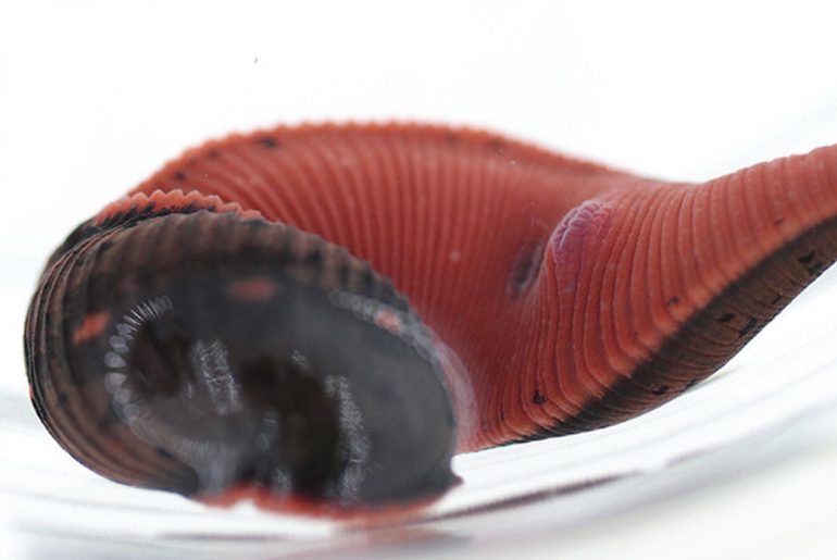 a-new-species-of-the-leech-is-discovered-near-washington-dc-that-has-three-jaws-with-up-to-59-teeth