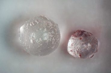 Meteorite impact wastes have been preserved in these fossil clams meteorite-impact-wastes-have-been-preserved-in-these-fossil-clams