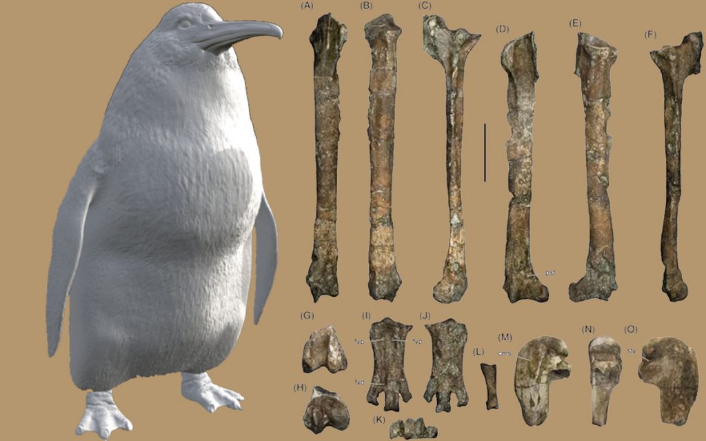 the-fossils-of-this-extinct-penguin-reveal-that-it-was-the-size-of-a-human-being