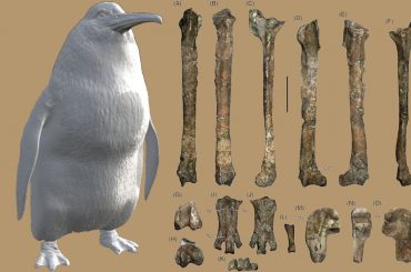The fossils of this extinct penguin reveal that it was the size of a human being the-fossils-of-this-extinct-penguin-reveal-that-it-was-the-size-of-a-human-being