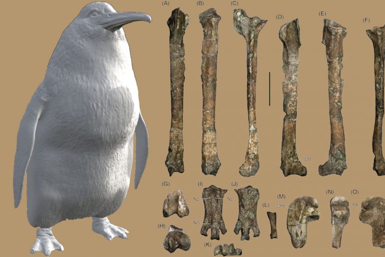 the-fossils-of-this-extinct-penguin-reveal-that-it-was-the-size-of-a-human-being