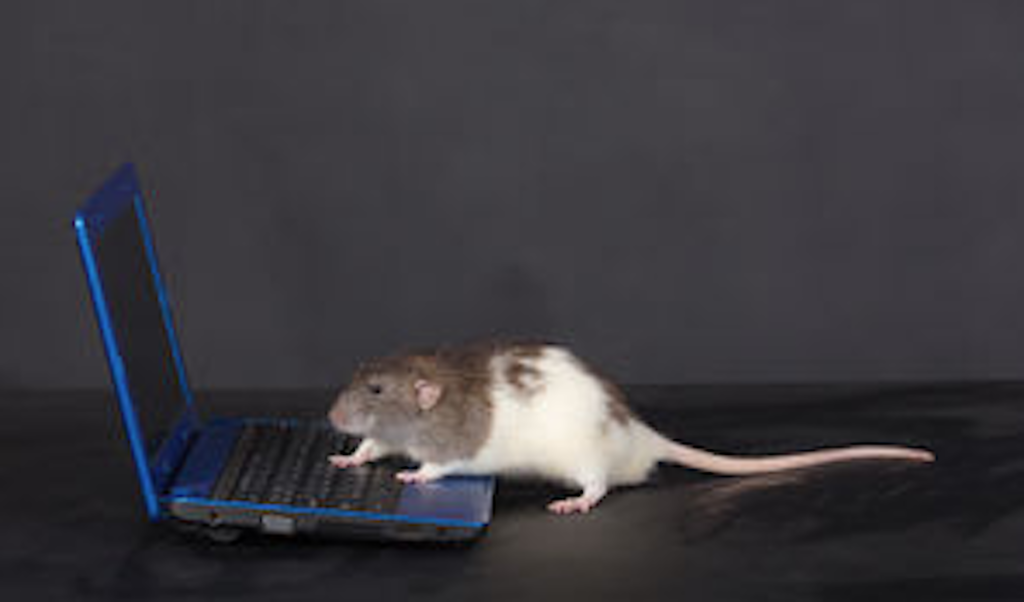 5 indications to detect the presence of mice in your home