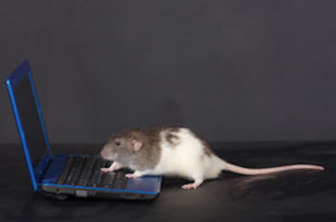 5 indications to detect the presence of mice in your home