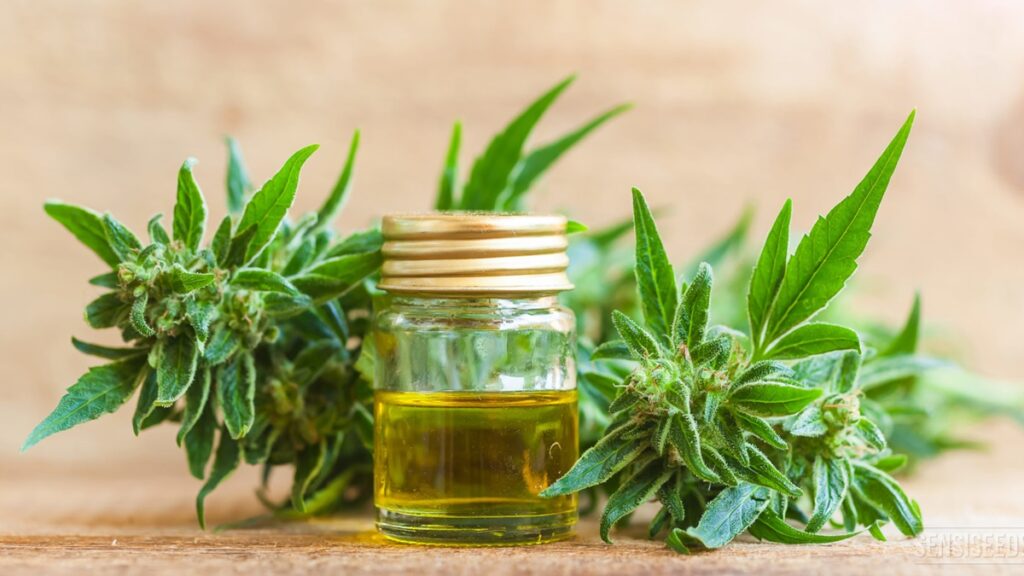 Start a Cannabidiol business