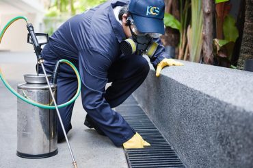 Pest Control Experts vs. Exterminators The Difference