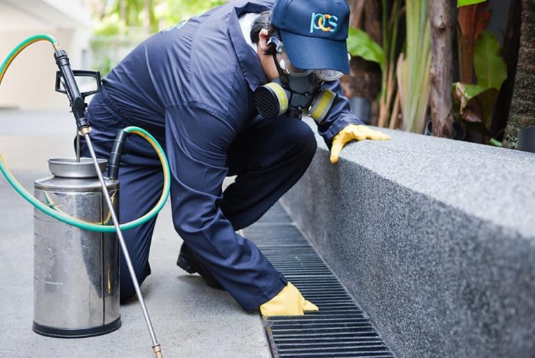 Pest Control Experts vs. Exterminators The Difference