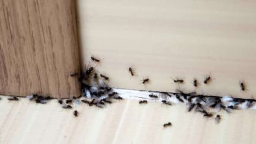 Cons of ant Infestation in Your Home