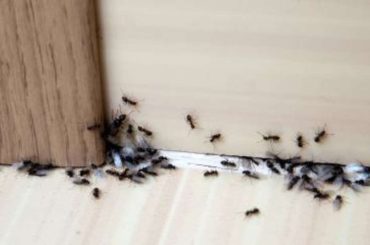 Cons of ant Infestation in Your Home