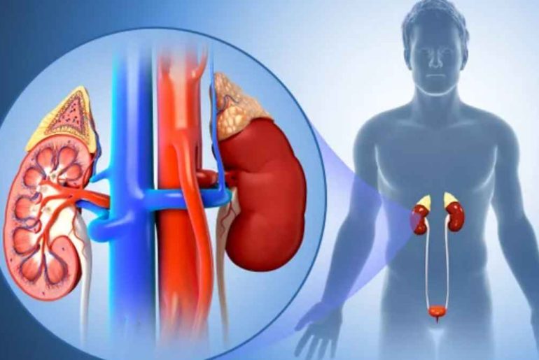 Facts You Should Know About Kidney Stones Facts you should know about Kidney Stones