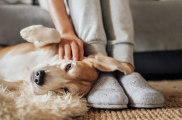 How to Know if your Dog Loves You