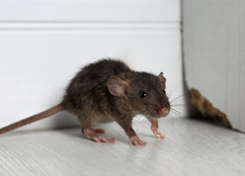 Why It’s Best To Contact Rat Pest Control