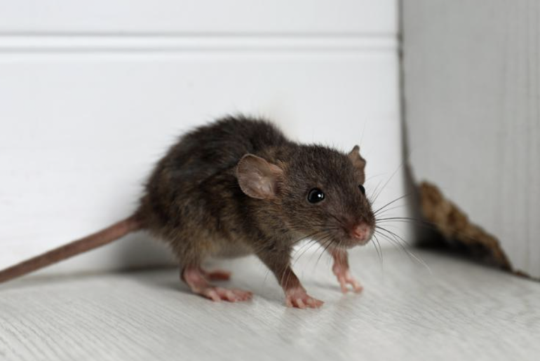 Why It’s Best To Contact Rat Pest Control Why It’s Best To Contact Rat Pest Control