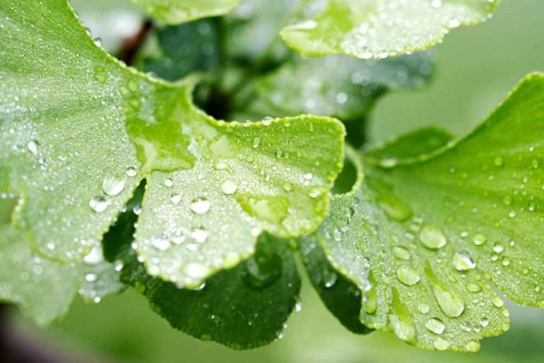 Exploring Ginkgo Biloba’s Potential to Boost Focus Exploring Ginkgo Biloba's Potential to Boost Focus