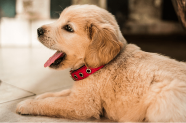 Canine Conditions How Natural Herbs Might Offer Relief