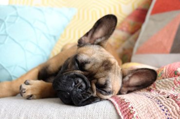 4 Pets Perfect for Condo Living