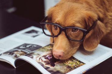 Tips to Manage Your Pet Dog in a Condo