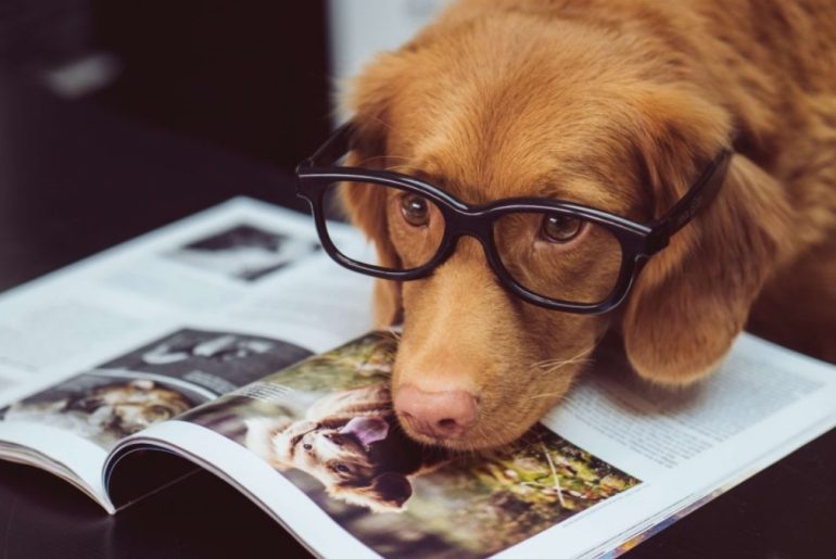 Tips to Manage Your Pet Dog in a Condo