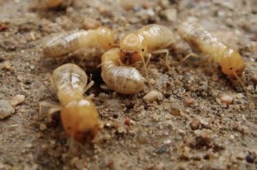 How to Protect Your Pelham Home from Termites Year-Round How to Protect Your Pelham Home from Termites Year-Round