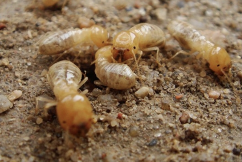 How to Protect Your Pelham Home from Termites Year-Round