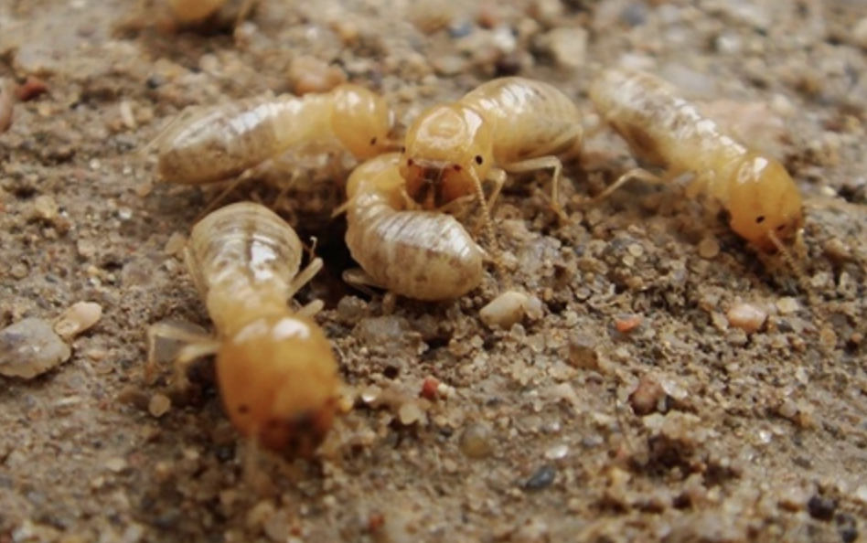 How to Protect Your Pelham Home from Termites Year-Round