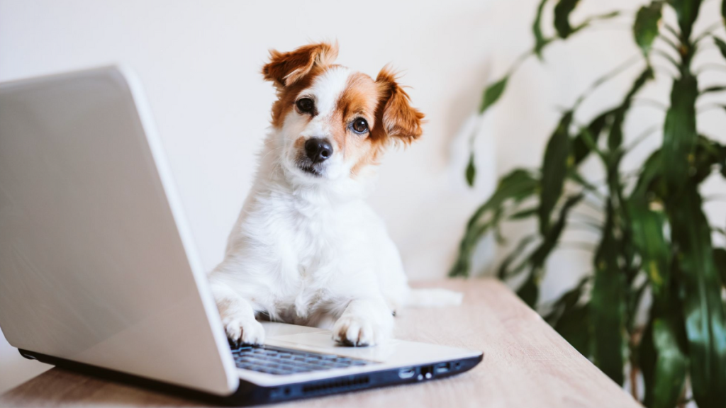 4 Tips for Creating a Pet-Friendly Tech Hub