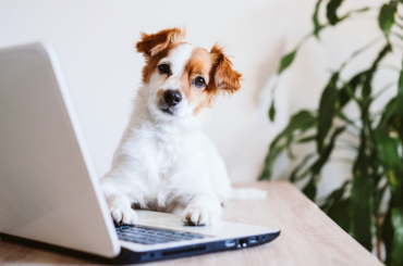 4 Tips for Creating a Pet-Friendly Tech Hub 4 Tips for Creating a Pet-Friendly Tech Hub