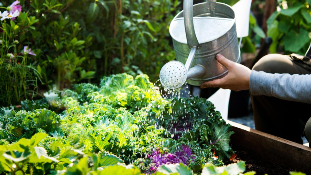 5 Plant Watering Tips for a Lush Condo Garden