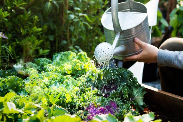 5 Plant Watering Tips for a Lush Condo Garden
