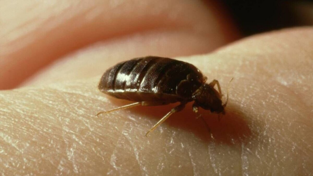 The Hidden Threat Why Bed Bugs Are Making a Comeback in London