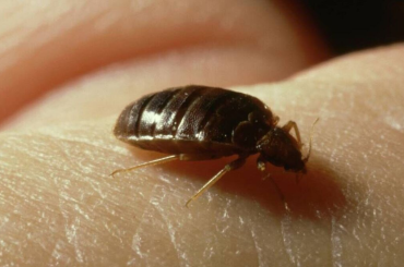 The Hidden Threat Why Bed Bugs Are Making a Comeback in London