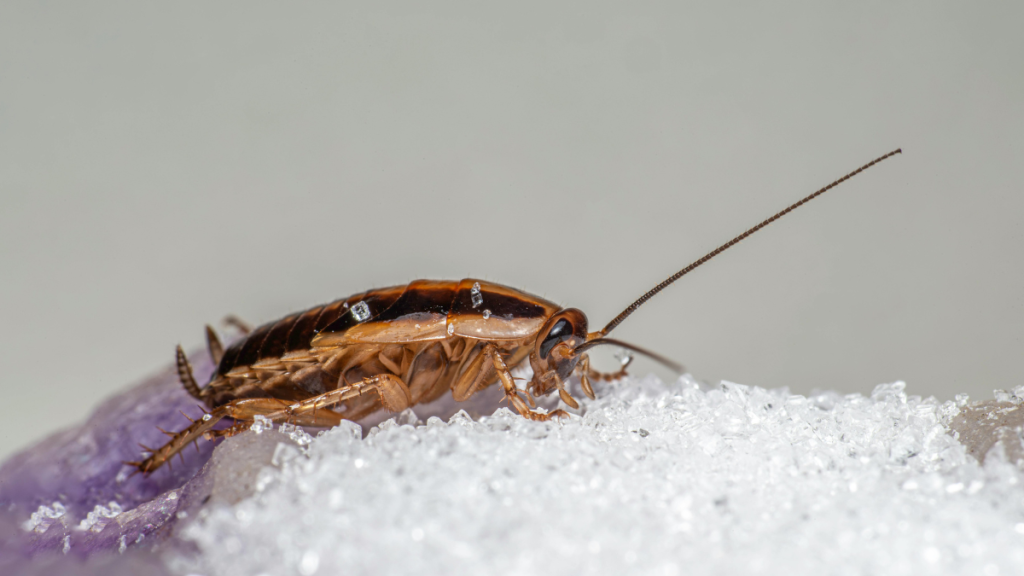 Why Cockroach Infestations Are Rising in Urban Homes