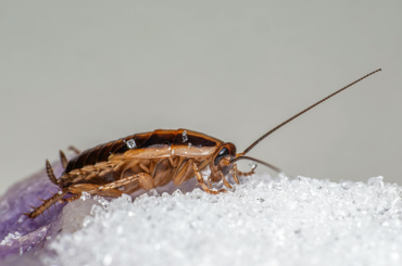 Why Cockroach Infestations Are Rising in Urban Homes