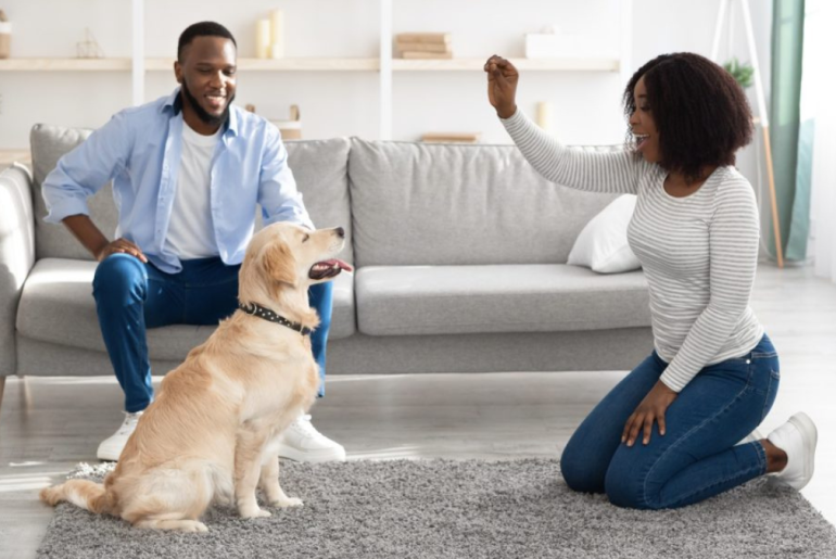 6 Most Useful Commands Condo Dwellers Should Teach Their Pets 6 Most Useful Commands Condo Dwellers Should Teach Their Pets